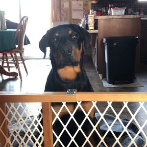 Meet your Posher, Isaiah